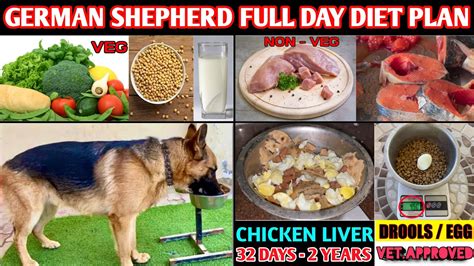 When To Stop Feeding German Shepherd Puppy Food