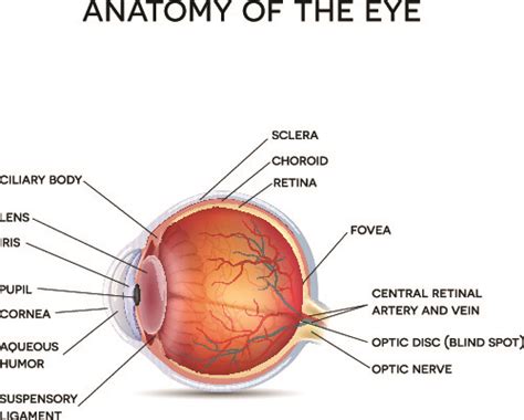 Human Eye Anatomy - Parts of the Eye