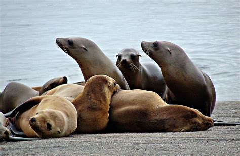 Sea Lion pups, waiting for mothers to come back to feed them, "long ...