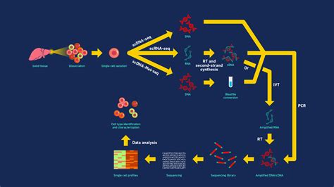 Understanding Single Cell Sequencing, How It Works, and Its ...