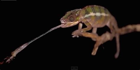 A Chameleon Tongue In Slow-Mo Will Show You Just How Badass These ...