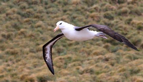 Albatross: Description, Habitat, & Fun Facts I ThePetFacts