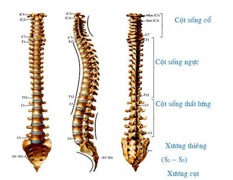 TÌM HIỂU VỀ ĐỐT SỐNG CỔ