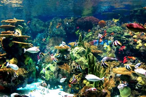 Serviette Group | Ripley's Aquarium Of Myrtle Beach