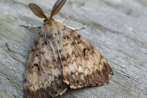 Invasive Spongy Moth Treatments Planned For Campbell River And ...