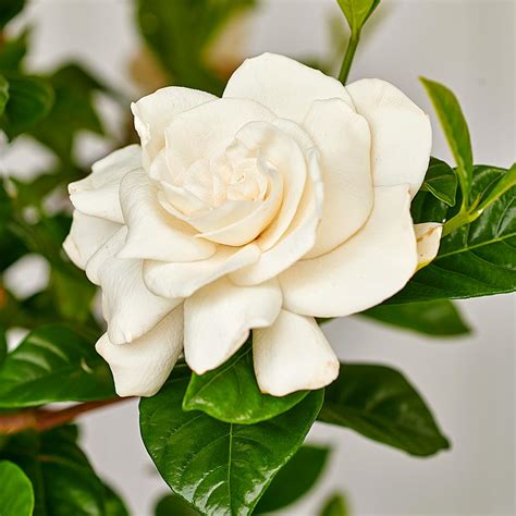 Gardenia Plants For Sale