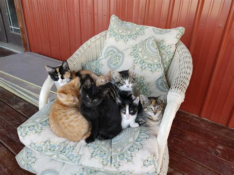 Cats & Kittens | Our Red Barn Ranch