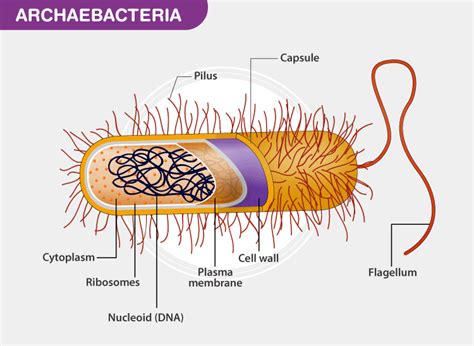 Archaebacteria - Characteristics & Types Of Archaebacteria