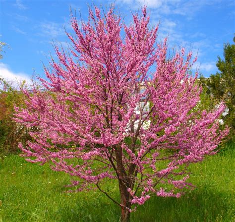 Judas Tree Cercis silquastrum 10 seeds | Etsy