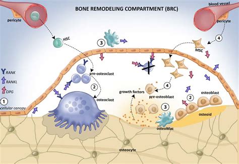 Bone remodeling compartment (BCR). 1) Osteocytes communicate with the ...