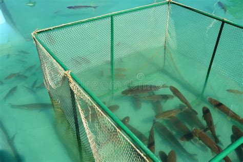 Cage for Fish Farming. Sea Fish Farm Stock Image - Image of cage, fresh ...