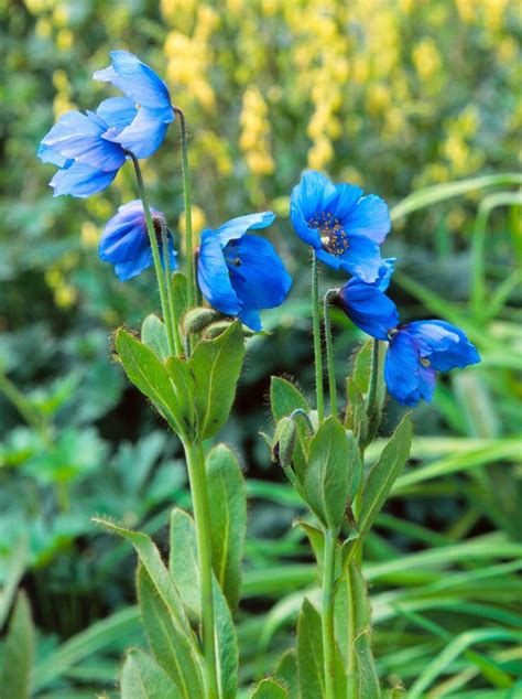 Meconopsis betonicifolia (Blue Himalayan Poppy) - 20 seeds. Beautiful ...