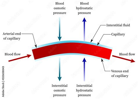 Hydrostatic pressure in capillary (or blood vessel) Stock Illustration ...