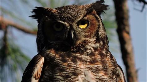 Long-Whiskered Owlet: Facts You Won’t Believe! - YouTube