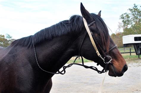 How to Longe a Horse: A Beginner's Guide - My New Horse