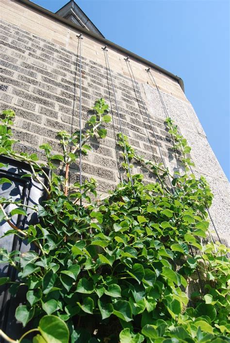 Rood Deck | Vertical Trellis | Climbing Hydrangea | Urban farmer ...