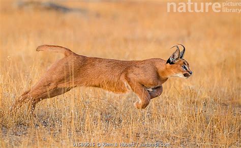 Stock photo of Caracal (Caracal caracal) jumping, South Africa. Captive ...