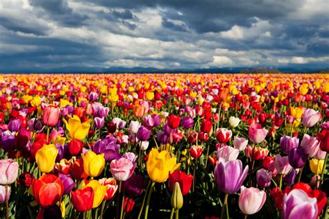 240+ 4K Ultra HD Tulip Wallpapers | Background Images