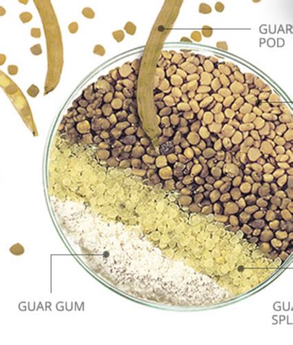 GUAR GUM POWDER | SARDA UDYOG | Ingredients Network