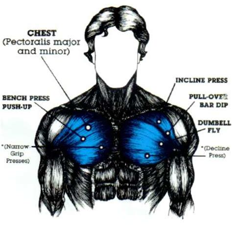 Human Body Chest Muscles Diagram / Pectoralis Major Muscle Images ...