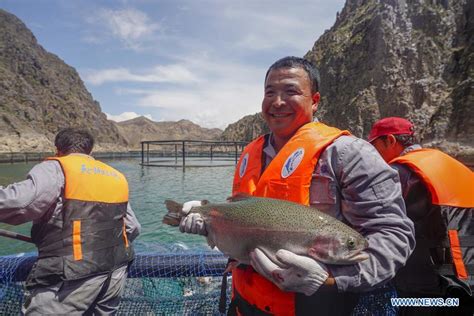 Company puts efforts into cold water fish breeding to help locals ...