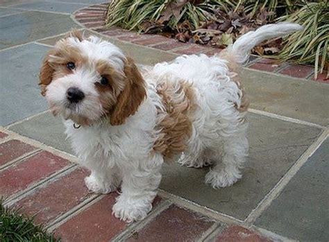 Cavachon dog with PERFECT teddy bear grooming. | Cavachon puppies ...