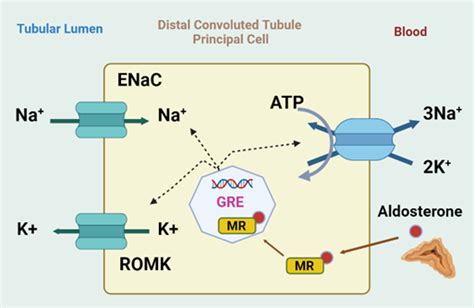 How Does Aldosterone Activation Contribute to CKD? – AJKD Blog