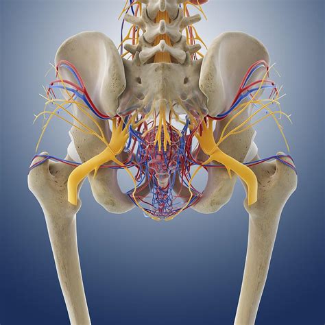 Female pelvic anatomy, artwork Photograph by Science Photo Library - Pixels