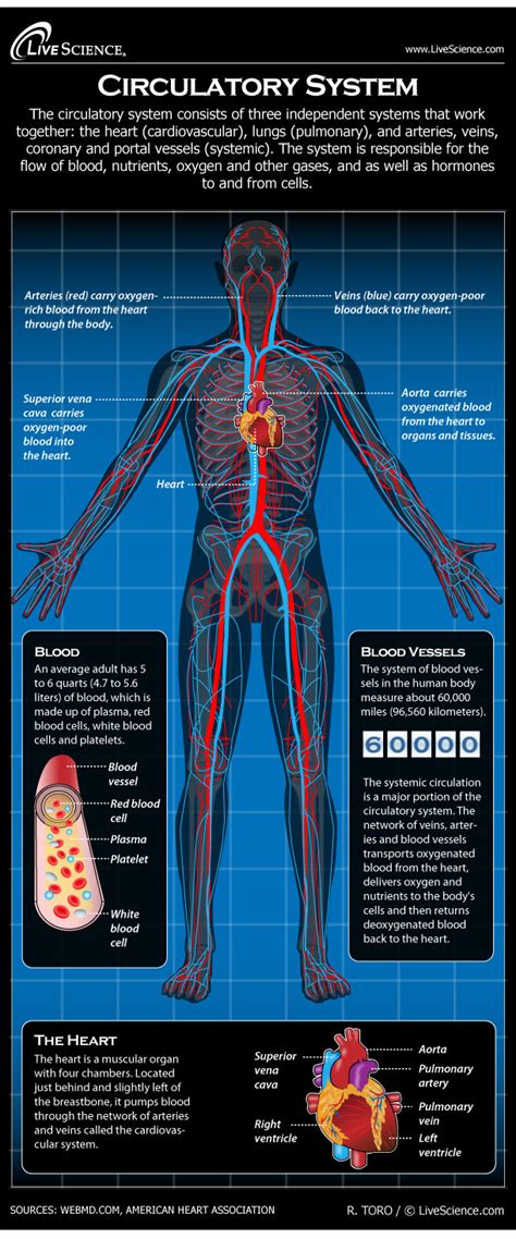 Circulatory System Labeled Heart