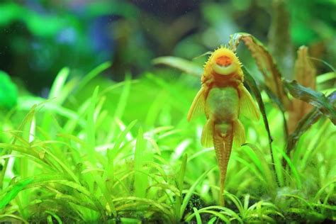 10 Best Algae Eaters to Help Clean Your Freshwater Aquarium ...