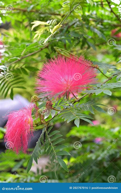 Close-up of Beautiful Pink Flowers of the Rain Tree Samanea Saman Stock ...