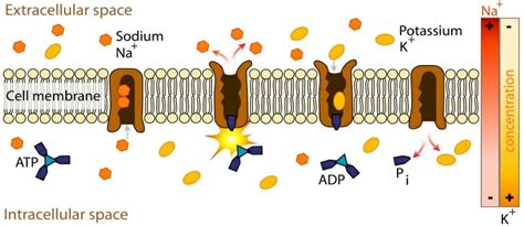 Transport Protein - Definition, Function, Types & Examples | Biology ...