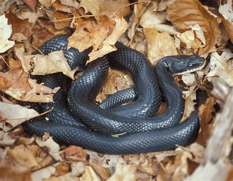 Snake Facts | Missouri Department of Conservation