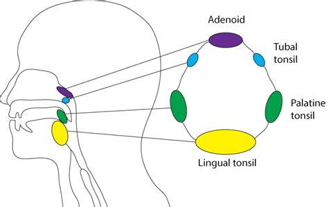 Tonsils Anatomy