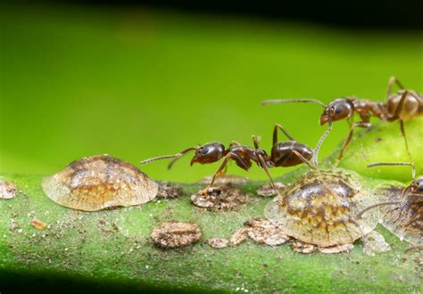 Argentine Ants: Argentine Ant Control & Identification | Nanovina.com.vn