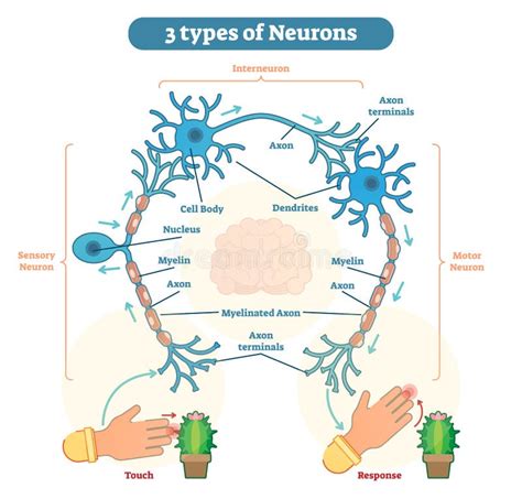 Neurona Sensorial, Neurona De Motor, E Interneuron Ilustración del ...