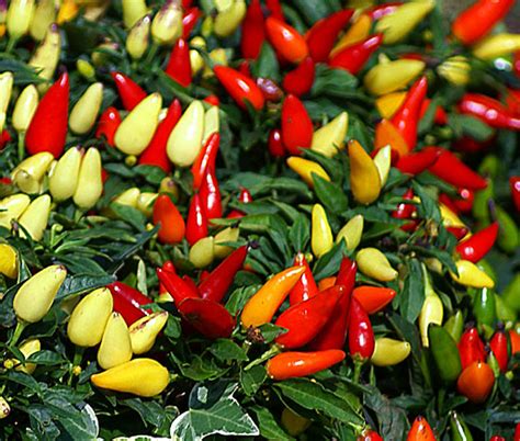 Chili Pepper Ornamental Prairie Fire Capsicum Annuum Seeds