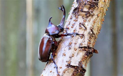 Female Japanese Rhinoceros Beetle