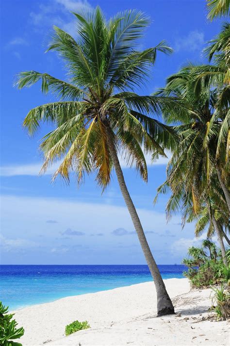 Free Stock Photo of Palm Tree and Beach | Download Free Images and Free ...