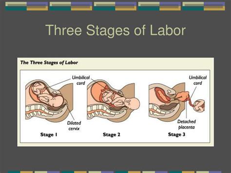 Ppt - Chapter 4 Prenatal Development And Birth Powerpoint Presentation 47D