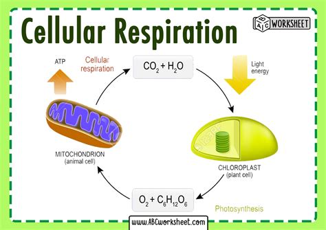 Aerobic Cellular Respiration Drawing, ConceptDraw Samples | Science and ...