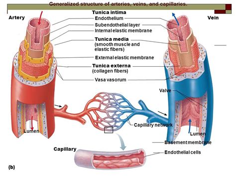 Cross Section Of An Artery