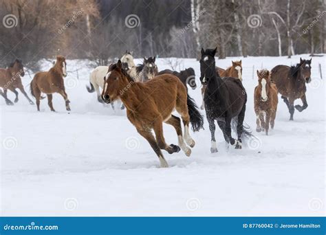 Horses Running in the Snow stock photo. Image of december - 87760042