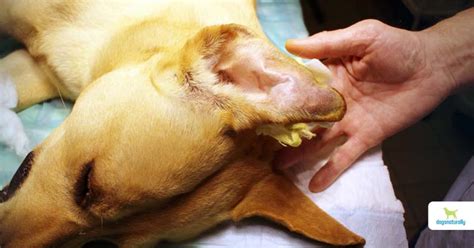 How Much Is Ear Hematoma Surgery For Dogs