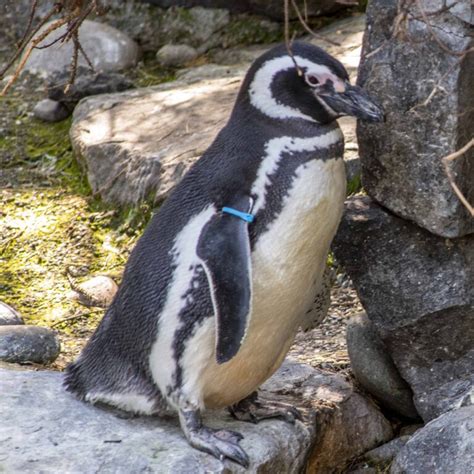 Penguin Point: penguins at Point Defiance Zoo & Aquarium at Rocky Shores