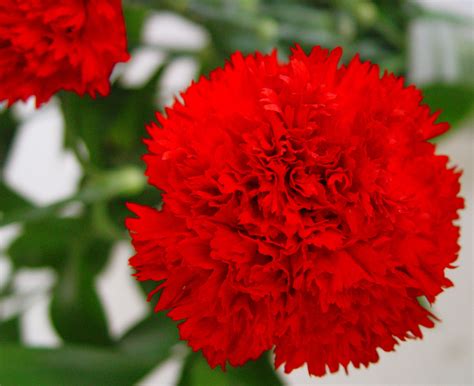 Espectacular ramo de claveles rojo, una de las flores que tiene el olor ...