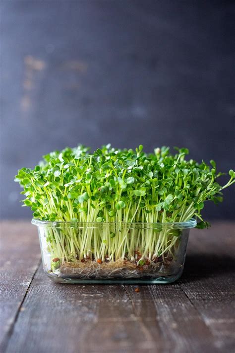 How to Grow Microgreens (Video) | Feasting At Home