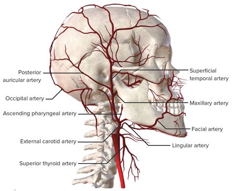 Carotid Arterial System: Anatomy | Concise Medical Knowledge