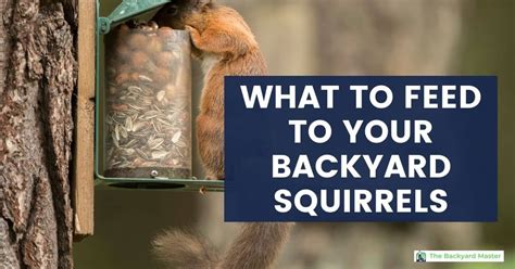 What to Feed Squirrels in Your Backyard: 10 Safe & Healthy Options ...