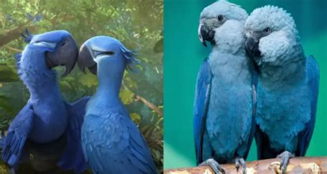 Blue parrot known from the movie 'Rio' is now officially extinct